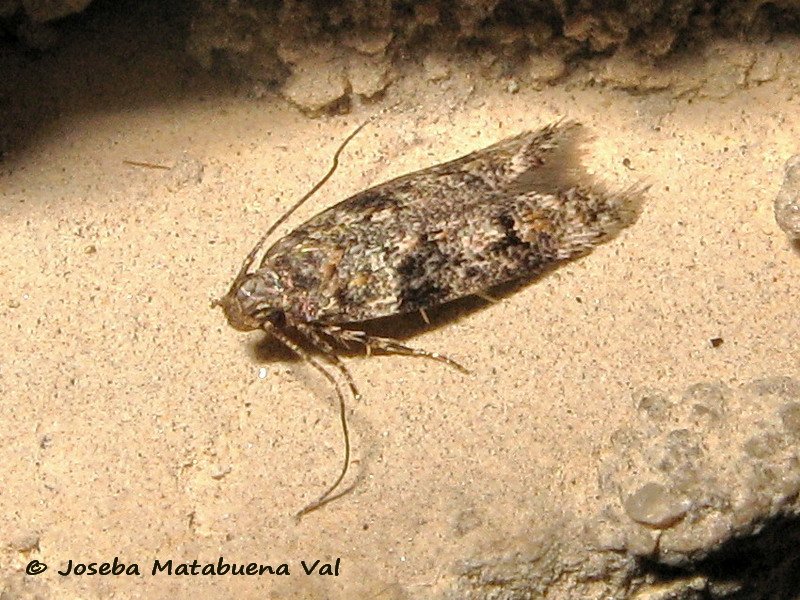 Gelechiidae:  cfr. Caryocolum sp.